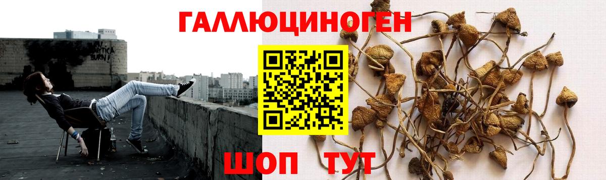 Галлюциногенные грибы Psilocybe  Вход с VPN  Рузаевка 